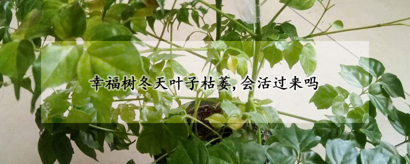 幸福樹冬天葉子枯萎,會活過來嗎