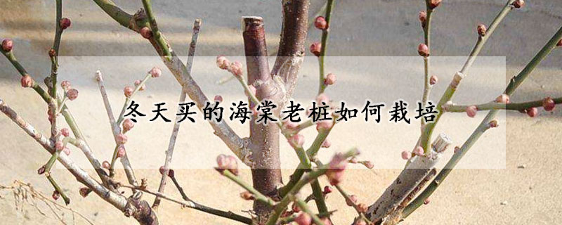 冬天買(mǎi)的海棠老樁如何栽培