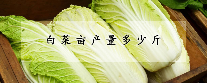 白菜畝產(chǎn)量多少斤