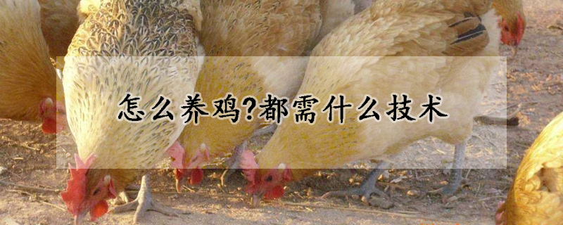 怎么養(yǎng)雞?都需什么技術