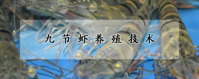 九節(jié)蝦養(yǎng)殖技術(shù)