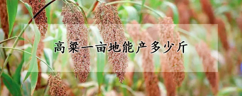 高粱一畝地能產(chǎn)多少斤