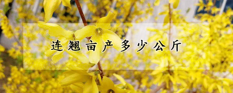 連翹畝產(chǎn)多少公斤