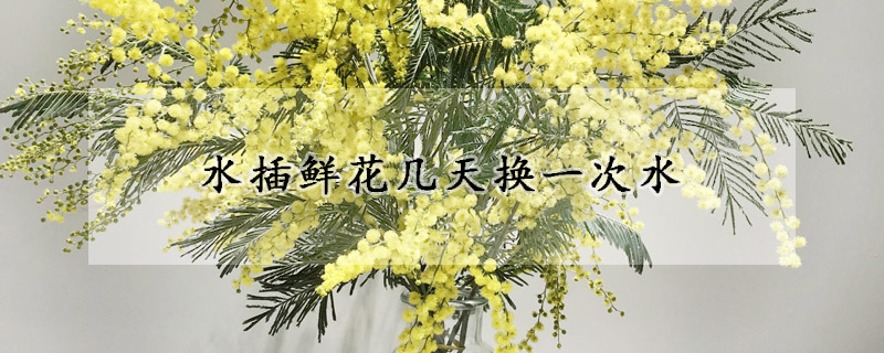 水插鮮花幾天換一次水