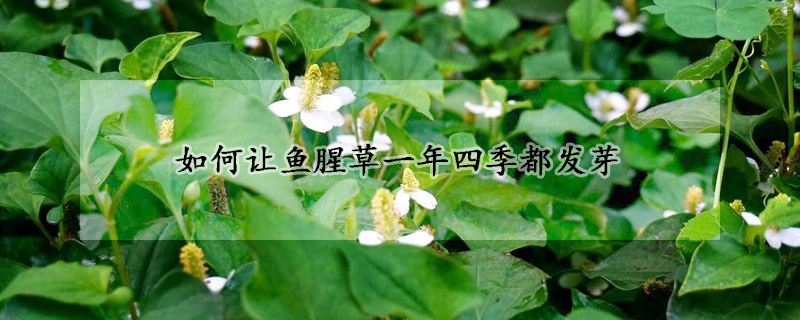 如何讓魚腥草一年四季都發芽