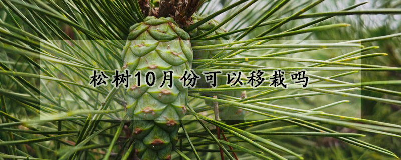 松樹10月份可以移栽嗎