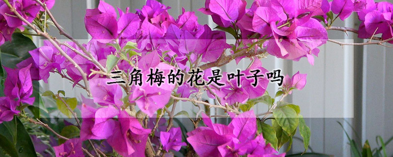 三角梅的花是葉子嗎