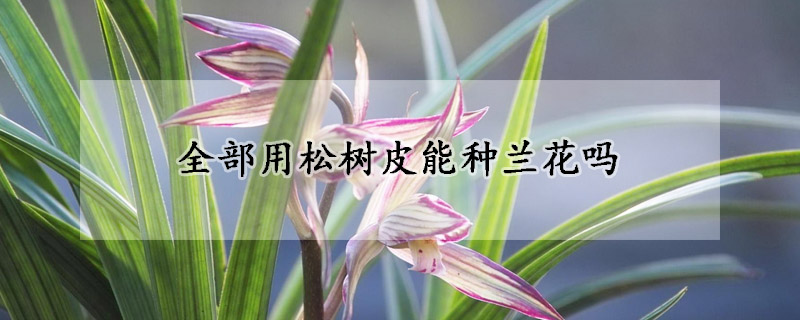 全部用松樹皮能種蘭花嗎