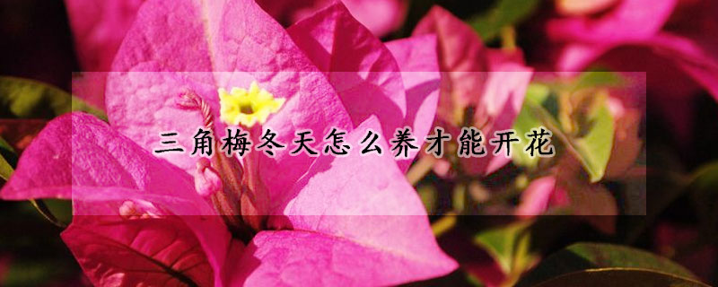 三角梅冬天怎么養(yǎng)才能開花