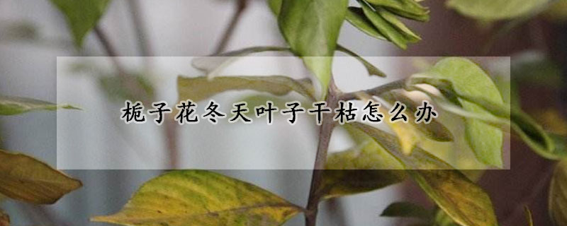 梔子花冬天葉子干枯怎么辦