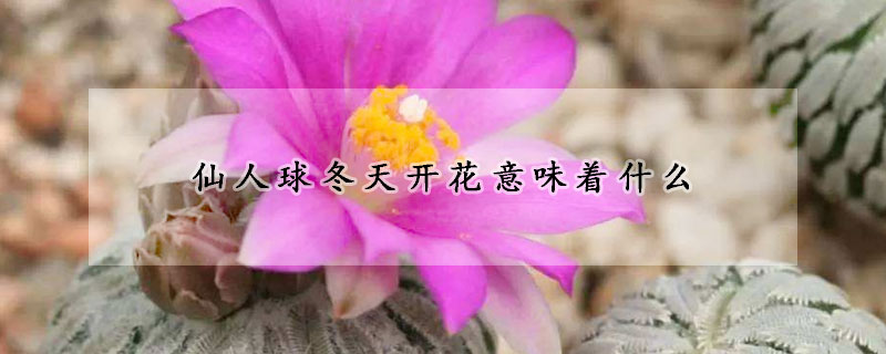 仙人球冬天開花意味著什么