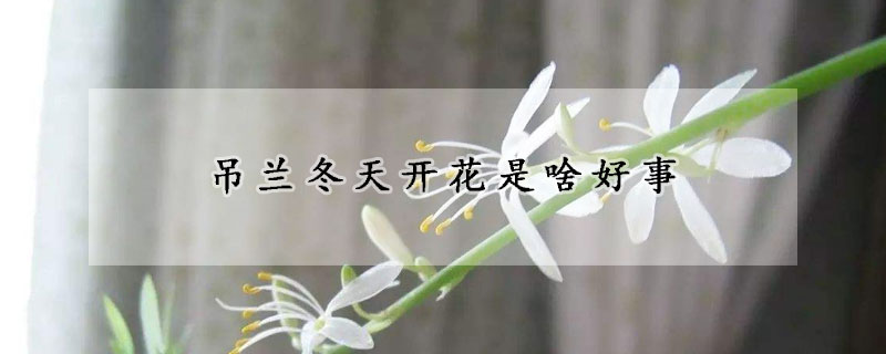 吊蘭冬天開(kāi)花是啥好事