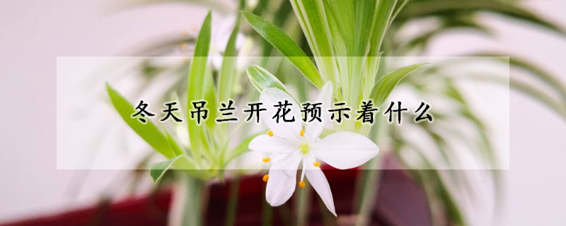 冬天吊蘭開(kāi)花預(yù)示著什么