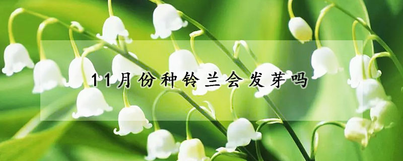 11月份種鈴蘭會發芽嗎