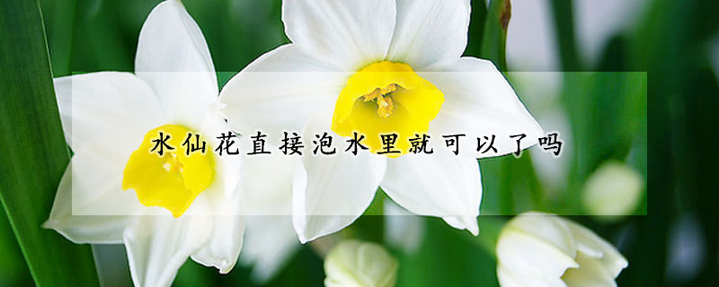 水仙花直接泡水里就可以了嗎