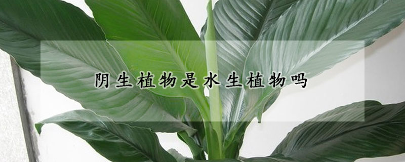 陰生植物是水生植物嗎