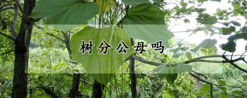 樹分公母嗎