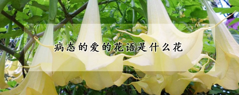 病態(tài)的愛(ài)的花語(yǔ)是什么花