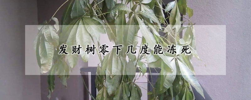 發(fā)財樹零下幾度能凍死