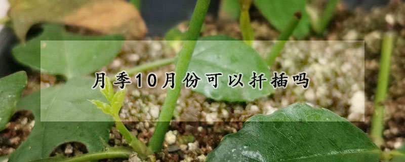 月季10月份可以扦插嗎