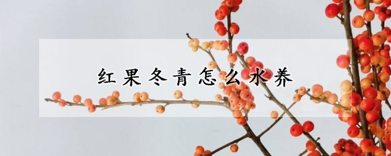 紅果冬青怎么水養(yǎng)