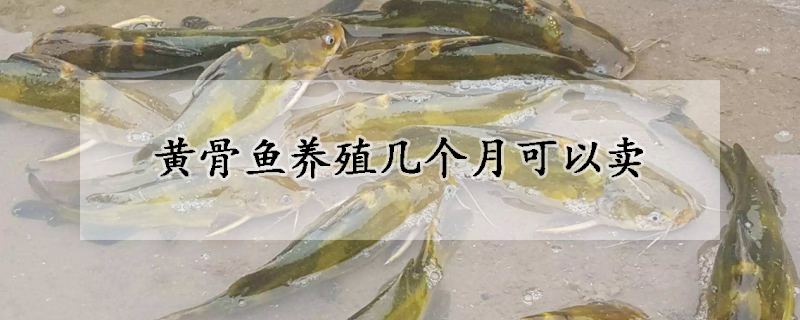 黃骨魚養(yǎng)殖幾個月可以賣