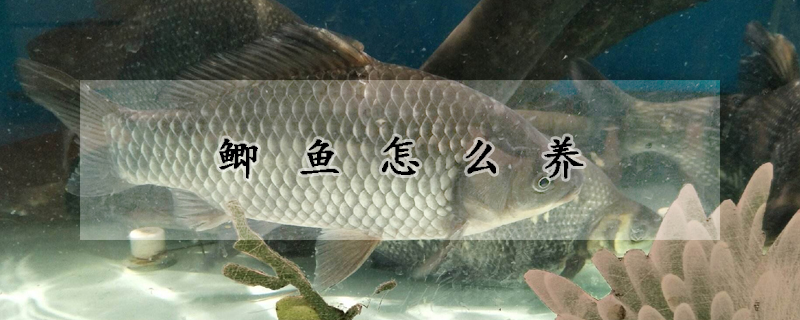 鯽魚怎么養(yǎng)