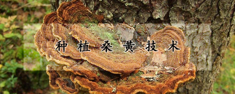 種植桑黃技術