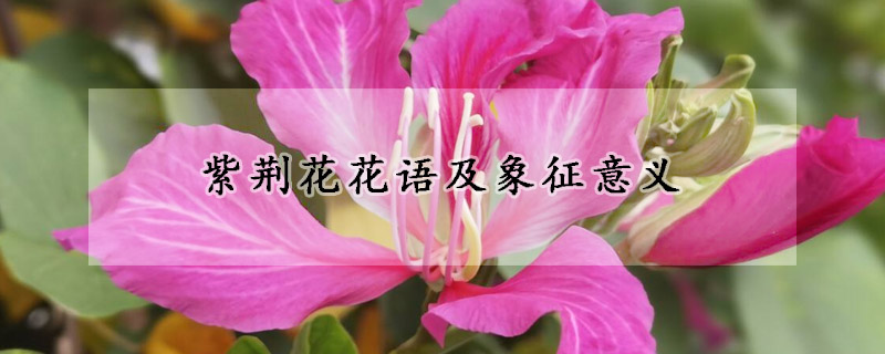 紫荊花花語(yǔ)及象征意義