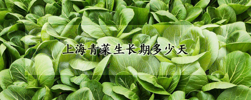 上海青菜生長(zhǎng)期多少天