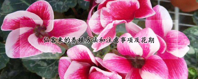 仙客來的養(yǎng)殖方法和注意事項(xiàng)及花期