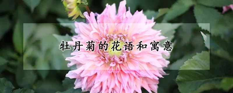 牡丹菊的花語(yǔ)和寓意