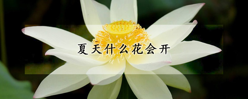 夏天什么花會開