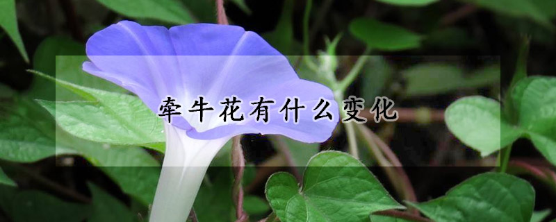 牽牛花有什么變化