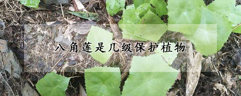 八角蓮是幾級保護植物