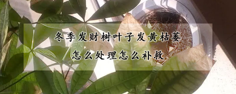 冬季發財樹葉子發黃枯萎怎么處理怎么補救