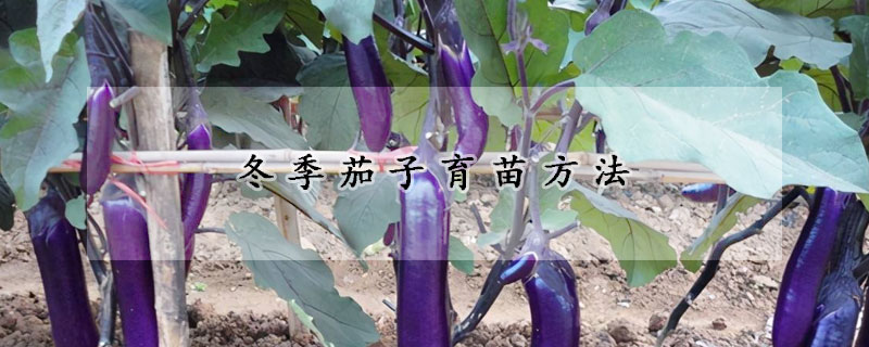 冬季茄子育苗方法