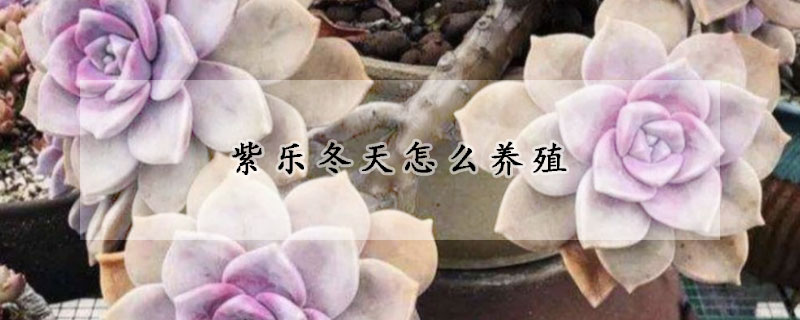 紫樂冬天怎么養(yǎng)殖