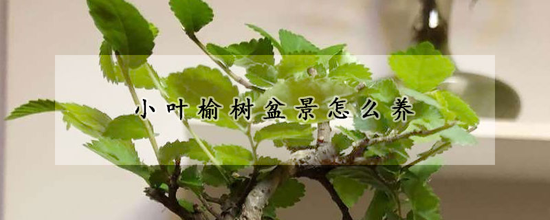 小葉榆樹(shù)盆景怎么養(yǎng)