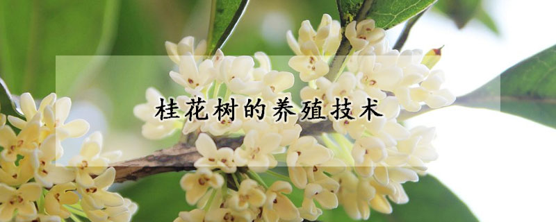 桂花樹的養(yǎng)殖技術(shù)