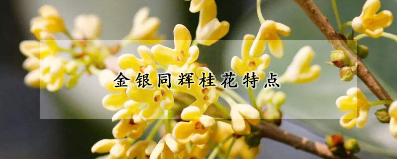 金銀同輝桂花特點