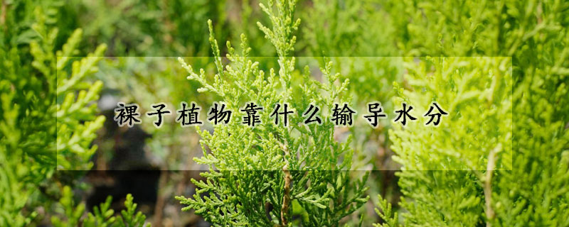 裸子植物靠什么輸導水分