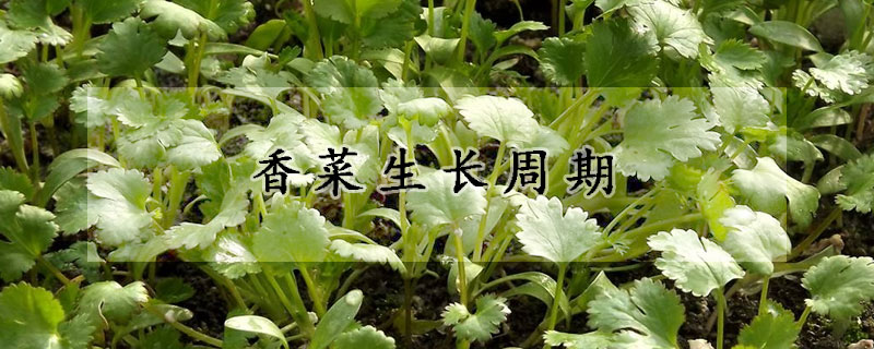 香菜生長(zhǎng)周期