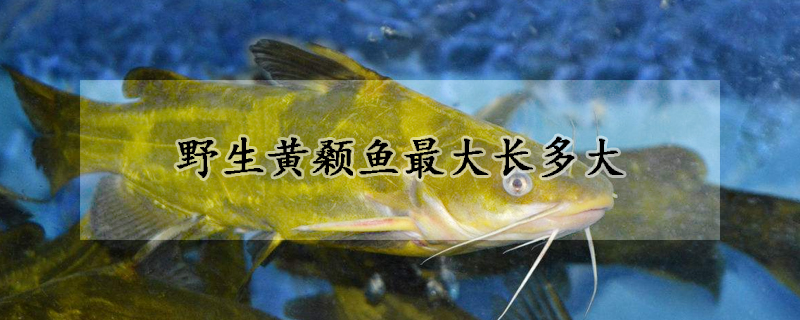 野生黃顙魚最大長多大