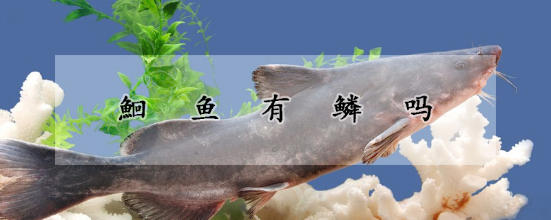 鮰魚(yú)有鱗嗎