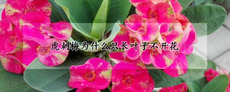 虎刺梅為什么只長(zhǎng)葉子不開(kāi)花