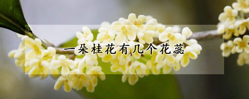 一朵桂花有幾個花蕊