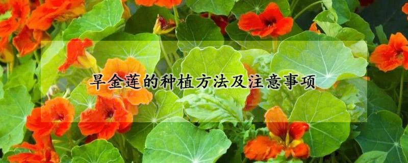 旱金蓮的種植方法及注意事項(xiàng)