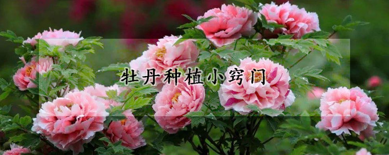 牡丹種植小竅門(mén)