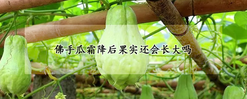 佛手瓜霜降后果實還會長大嗎